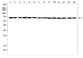 SLC6A1 Antibody