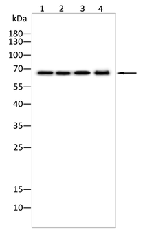 SLC6A1 Antibody