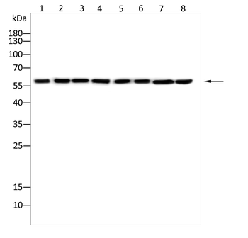 PAK2 Antibody
