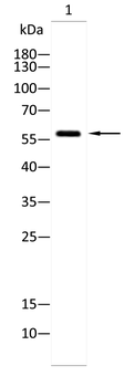 PAK2 Antibody