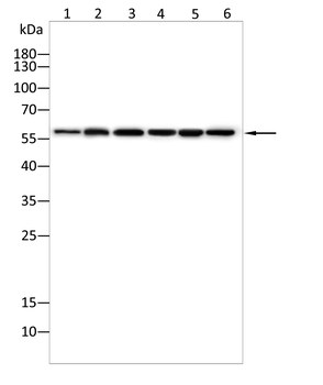 PAK2 Antibody