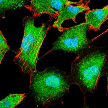 Rubisco(Large Chain) antibody
