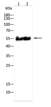 Rubisco(Large Chain) antibody
