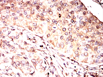 CDKN1A Antibody