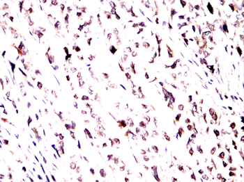 PRKAB1 Antibody