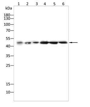 FLOT1 Antibody