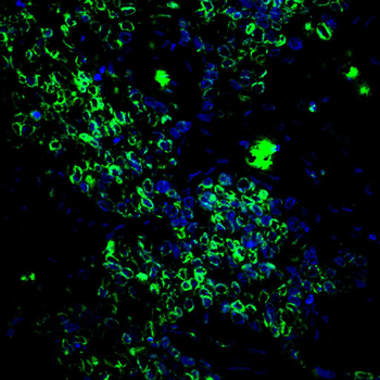 LMNB1 Antibody