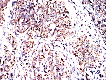 FH Antibody