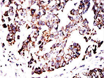 FH Antibody