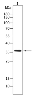 ERCC1 Antibody