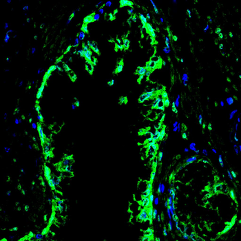 HSPA1A Antibody
