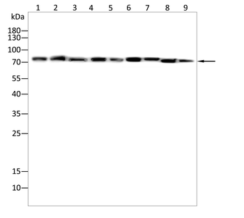 HSPA1A Antibody