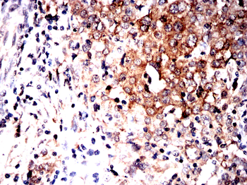 HSP90AB1 Antibody