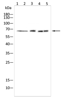 MAPT Antibody