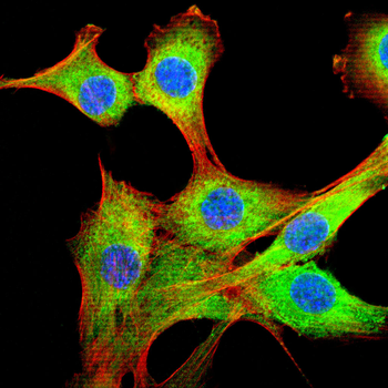 HSPA5 Antibody