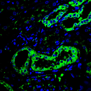 HSPA5 Antibody