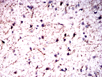 GFAP Mouse Monoclonal Antibody