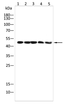 GFAP Mouse Monoclonal Antibody
