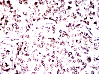 LMNB1 Antibody