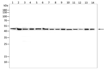 TUBG1 Antibody