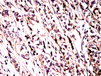 MAP2K2 Antibody