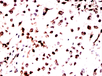 CBX5 Antibody