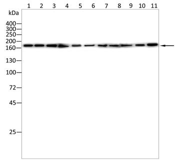NFAT5 Antibody