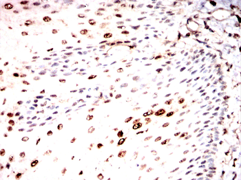 UBB Antibody
