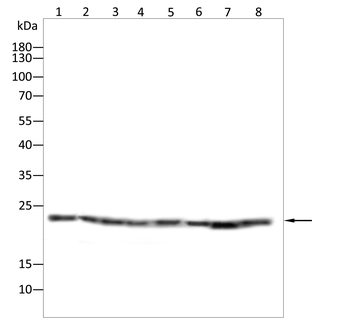 UBB Antibody