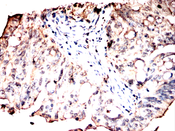 PRDX1 Antibody
