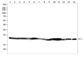 PRDX1 Antibody