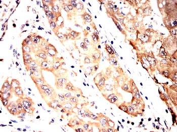 PRKAA1 Antibody