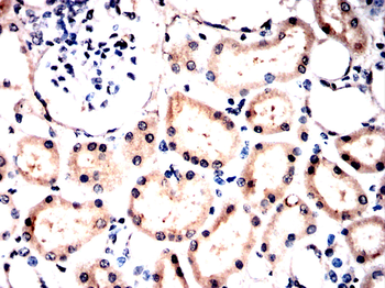 MAPK7 Antibody