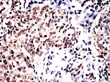 MAPK7 Antibody