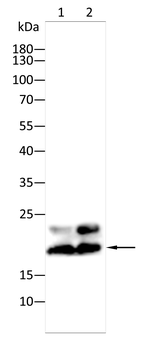 Active Caspase 3 Mouse Monoclonal Antibody