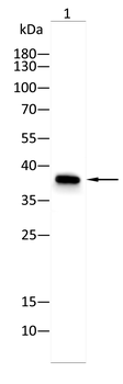 Gpdh1 Antibody