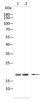 MAP1LC3A Antibody