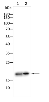 LC3B Mouse Monoclonal Antibody