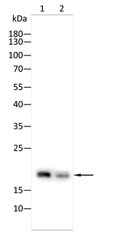 MAP1LC3A Antibody
