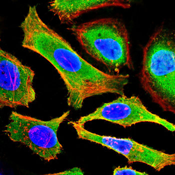 DAZL Antibody