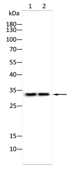DAZL Antibody