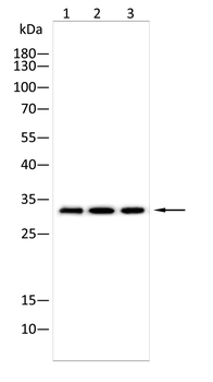 DAZL Antibody