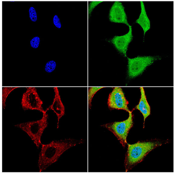 BIN1 Antibody