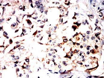 BIN1 Antibody
