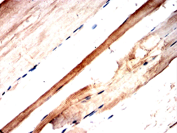 BIN1 Antibody