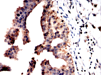 BIN1 Antibody