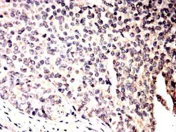 BIN1 Antibody