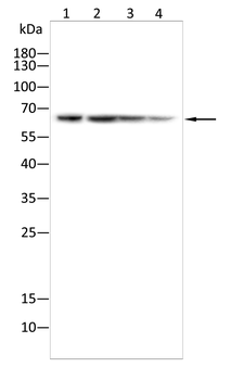 BIN1 Antibody
