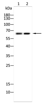BIN1 Antibody