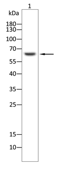 BIN1 Antibody